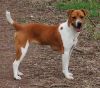 plummer terrier dog