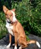podenco andaluz dog