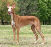 podenco canario dog