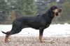 polish hunting dog dog