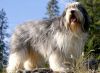 polish lowland sheepdog dog