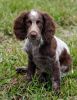 pont audemer spaniel dog