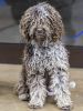 portuguese water dog dog