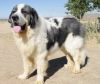 pyrenean mastiff dog