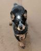 queensland heeler dog