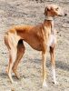 rampur greyhound dog
