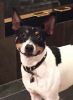 rat terrier dog