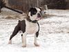 renascence bulldogge dog