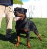 rottweiler dog