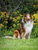 rough collie dog