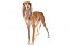 saluki dog