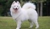 samoyed dog