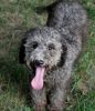 schnoodle dog