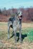 scottish deerhound dog