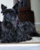 scottish terrier dog