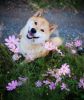 shiba inu dog