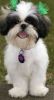 shih tzu dog