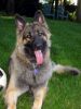 shiloh shepherd dog