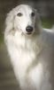 silken windhound dog