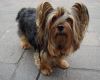 silky terrier dog