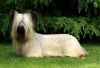 skye terrier dog