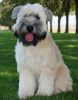 soft coated wheaten terrier dog