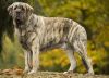 spanish mastiff dog