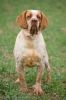 spanish pointer dog