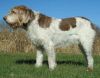 spinone italiano dog