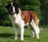 st bernard dog