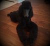 standard poodle dog