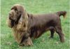 sussex spaniel dog