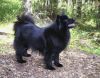 swedish lapphund dog