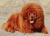 tibetan mastiff dog