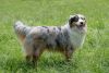 toy australian shepherd dog