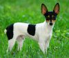 toy fox terrier dog