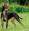 toy manchester terrier dog