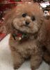 toy poodle dog
