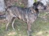 treeing tennessee brindle dog