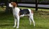 treeing walker coonhound dog