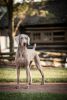 weimaraner dog