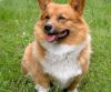 welsh corgi dog