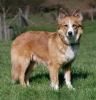 welsh sheepdog dog