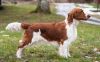welsh springer spaniel dog