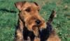welsh terrier dog