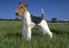 wire haired fox terrier dog