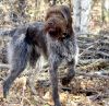 wirehaired pointing griffon dog