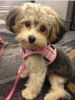 yorkiepoo dog