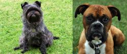 Affenpinscher vs Boxer - Breed Comparison
