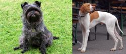 Affenpinscher vs English Pointer - Breed Comparison